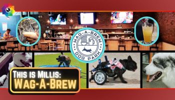 Canines & Cocktails at Wag-A-Brew | This is Millis thumbnail
